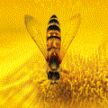 Avatar utilizator