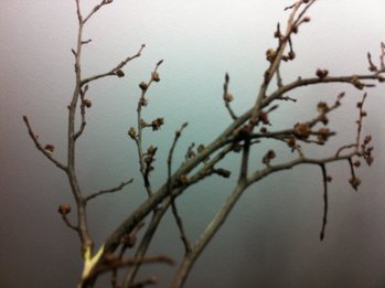 IMG_2382.JPG