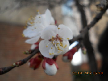 rsz_dscn2679.jpg