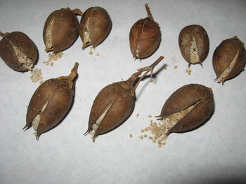 seminte Bucurestu.jpg