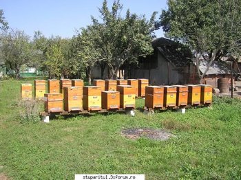 bulbucata toamna 2009 1.jpg