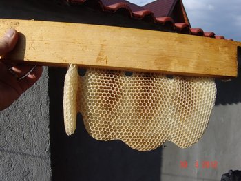 DSC06160 - Copy.JPG