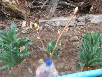 Picture 063 (Small).jpg