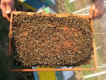 stup martie 043 (Copy).jpg