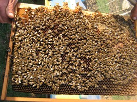stup martie 039 (Copy).jpg