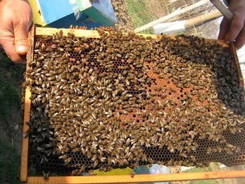 stup martie 041 (Copy).jpg