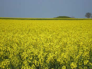 P4300001.JPG