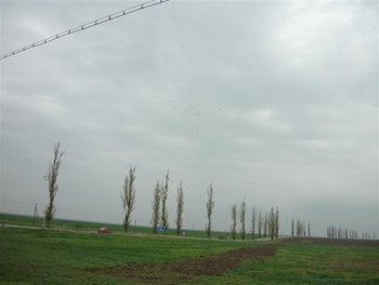 P1030220 (Medium).JPG