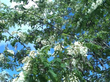 IMG00557-20120420-1528.jpg