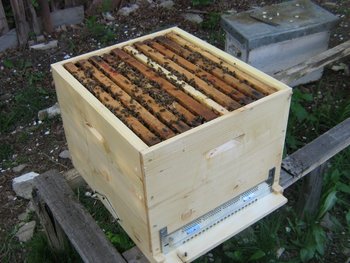 apitek 003 (Copy).jpg