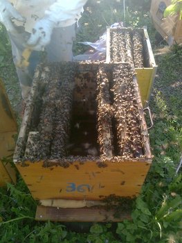 crescator organizare 22 04 2012.jpg