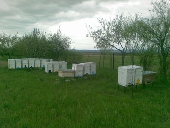 Albine 2012.JPG