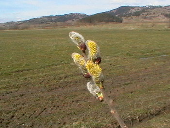 20110417-155359.JPG