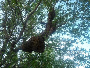 IMG_20120430_075132 (Medium).jpg