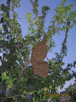 IMG_1545.JPG