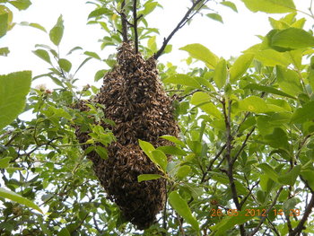 rsz_1dscn2897.jpg