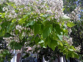 DSC00087 (Medium).JPG