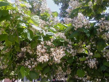 DSC00088 (Medium).JPG