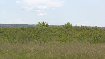 DSC01051.jpg