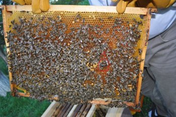 Imagine 1 cu matca. (536 x 356).jpg