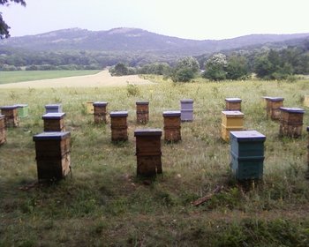 Tei 2012.jpg