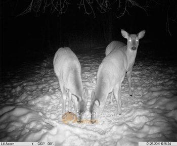 12MP_Digital_Scouting_Trial_Camera.jpg