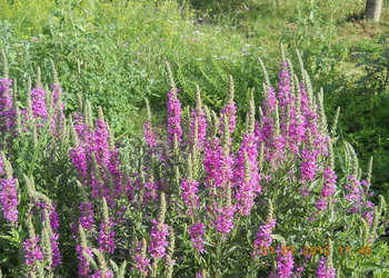 rsz_1dscn3238.jpg