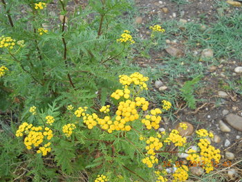 rsz_1dscn3287.jpg
