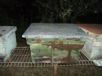DSC01961 (Small).JPG