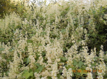 rsz_3dscn3537.jpg