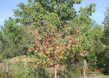 rsz_2dscn3673.jpg