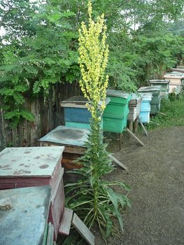 P1080501.JPG