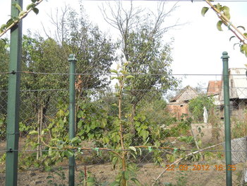 rsz_dscn3950.jpg