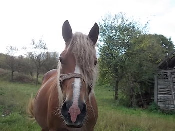 ALBINE 2012 020.JPG