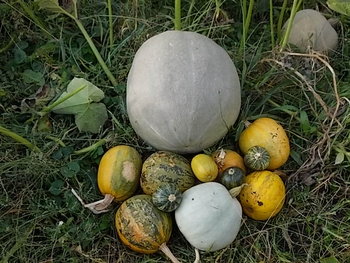 ALBINE 2012 023.JPG