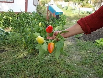 ALBINE 2012 025.JPG