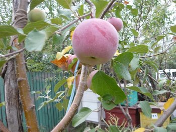 P1030822 (Medium).JPG