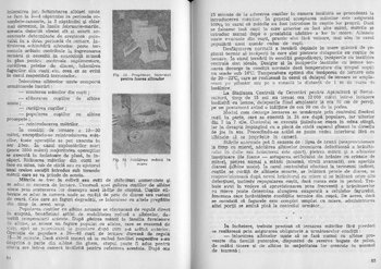 iernare matci in afara ghemului 3.jpg