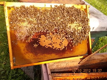 COMEAT sept.2012 004.JPG
