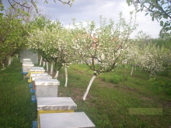 Pomi fructiferi.jpg