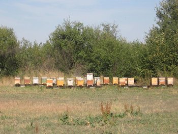 Gradina 22.jpg