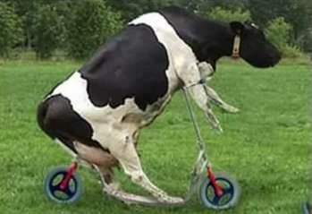 vaca biciclista.jpg