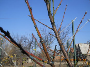 rsz_dscn4460.jpg