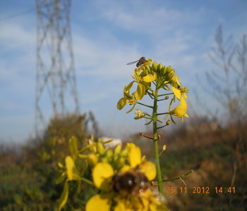 rsz_3dscn4567.jpg