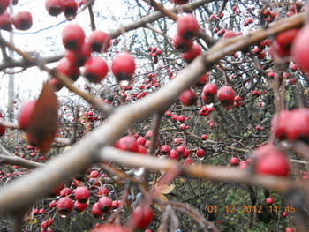 rsz_3dscn4608.jpg