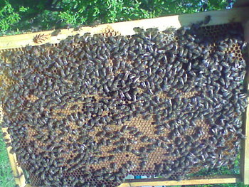 Imag0177.jpg