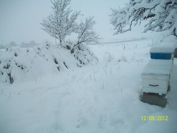 Picture 004.jpg