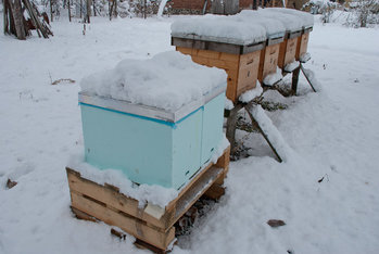 iarna-2012.jpg