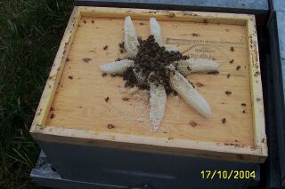 cireenetoile.jpg