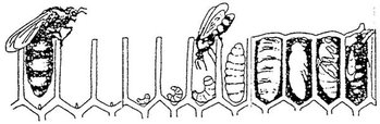 honeybee%20larva.jpg